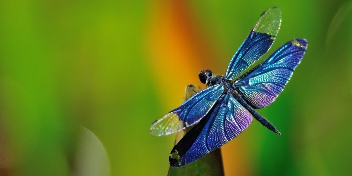1920x1200 DragonfLy Screensavers and Wallpaper (43+ images)