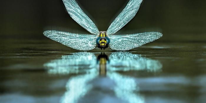 1332x850 Wallpaper water, dragonfly, Dragonfly images for desktop, section