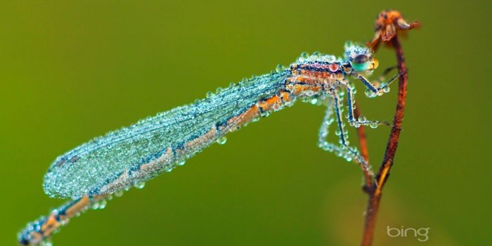 1600x1000 Dragonfly Wallpaper 1600x1000