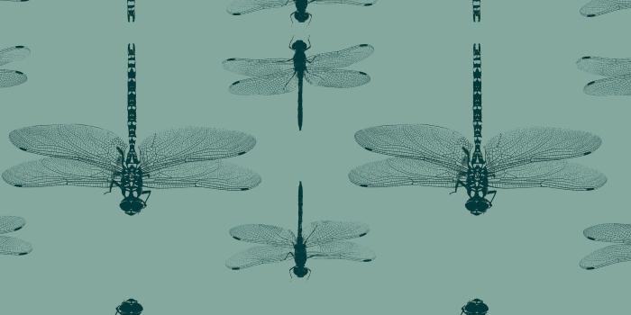 3839x2560 Petronella Hall - Dragonfly Wallpaper