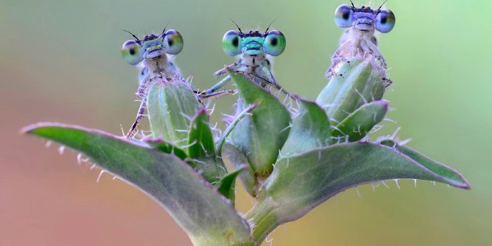 1920x1200 Dragonfly Wallpaper for Android - APK Download