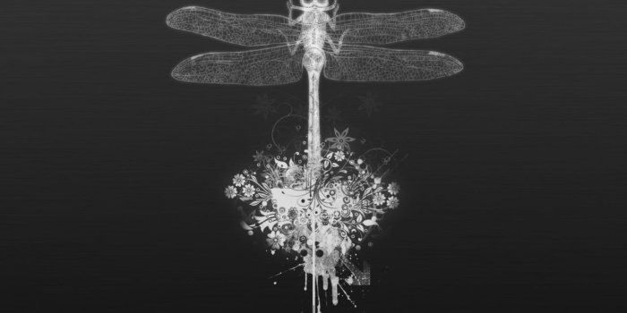 1280x804 White dragonfly wallpapers | White dragonfly stock photos