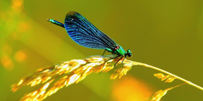 1920x1200 60+ Dragonfly Wallpapers on WallpaperPlay