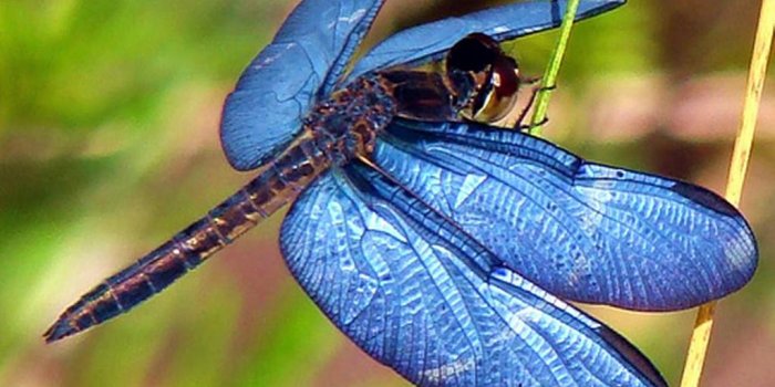 1024x768 Dragonfly wallpaper | 1024x768 | #46125