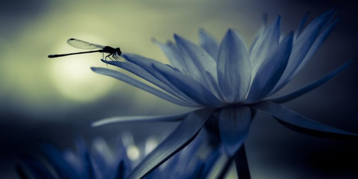 3840x2160 4K Dragonfly Desktop HD Wallpaper 11098 - Unity Pixel
