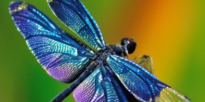 768x1024 Animal/Dragonfly (768x1024) Wallpaper ID: 713285