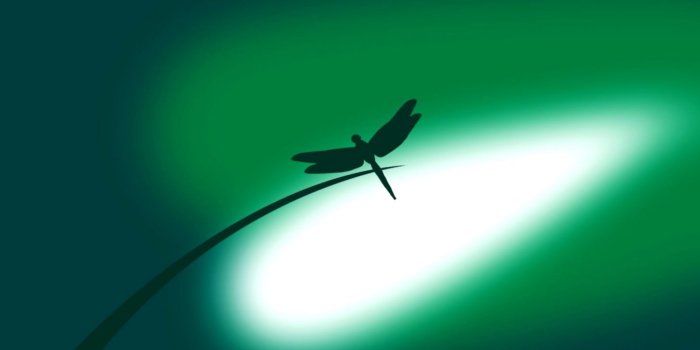 1456x810 Dragonfly Wallpaper | Root Wallpapers
