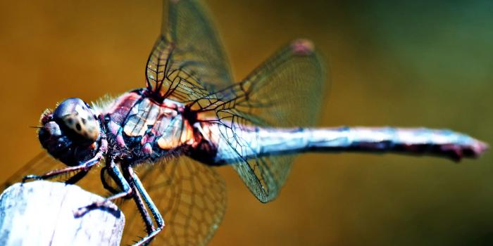 2560x1600 Dragonfly Wallpaper #6787287