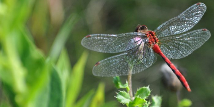 3239x2020 Dragonfly Wallpapers