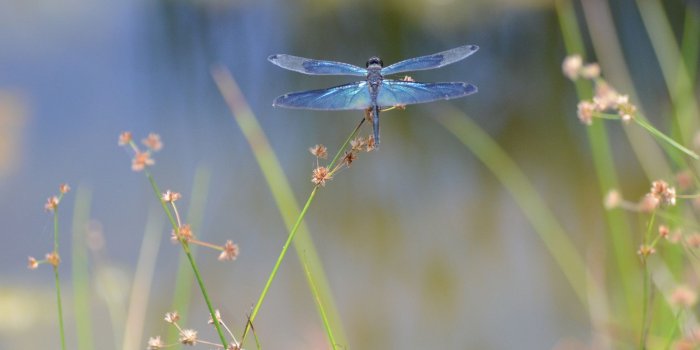 1920x1080 Dragonfly Wallpapers Download #E2E396S | WallpapersExpert.com