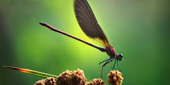 1920x1200 Fantastic Dragonfly Wallpaper #6788714