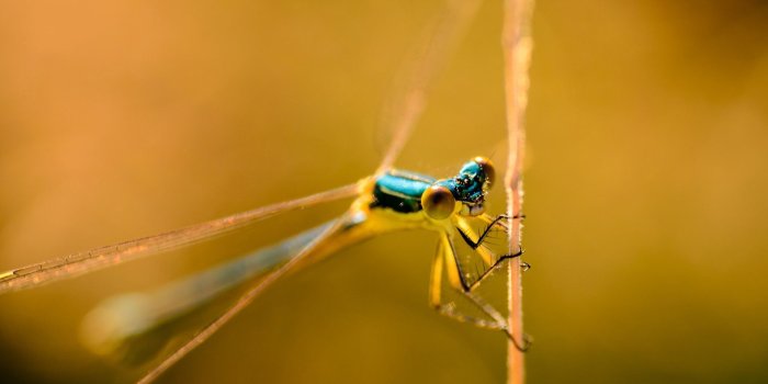 1920x1080 32 Fantastic HD Dragonfly Wallpapers