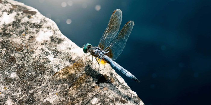 3840x2160 Dragonfly UHD 4K Wallpaper | Pixelz