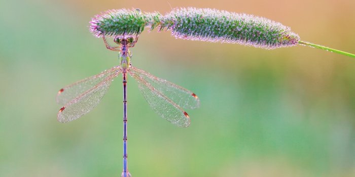 1920x1200 Dragonfly wallpaper - Animal wallpapers - #25584