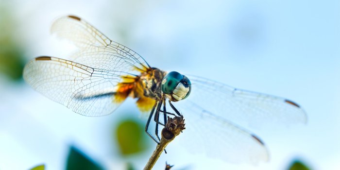 1920x1200 Dragonfly Wallpaper 16 - 1920 X 1200