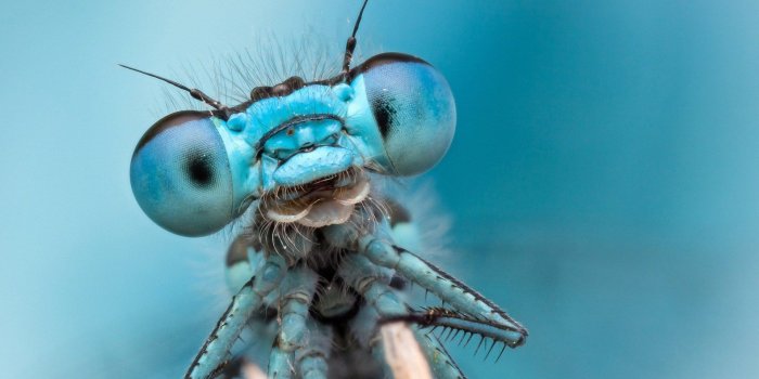 1920x1200 HD Dragonfly Wallpaper by Daniel Bruno on FL | Animals HDQ | 349.06 KB