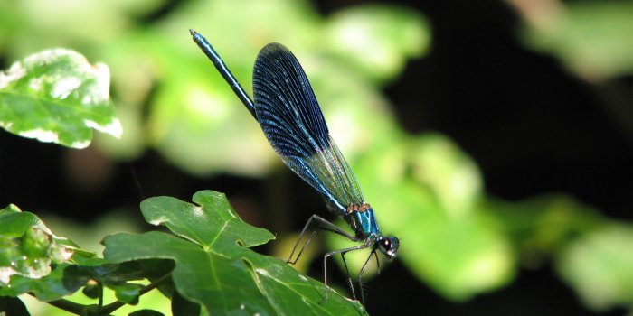 1920x1200 Dragonfly Wallpaper #6787285