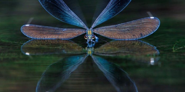 1280x1024 Dragonfly wallpaper | 1280x1024 | #46132