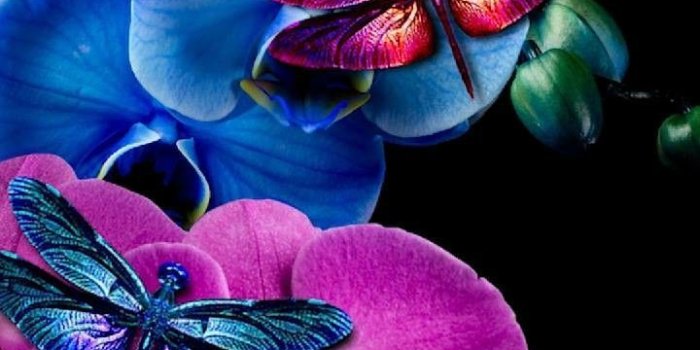 720x1280 Wallpaper... By Artist Unknown... | Art drawings in 2019 | Dragonfly