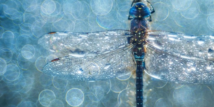 1920x1080 Dragonfly Macro – Bing Wallpaper Download