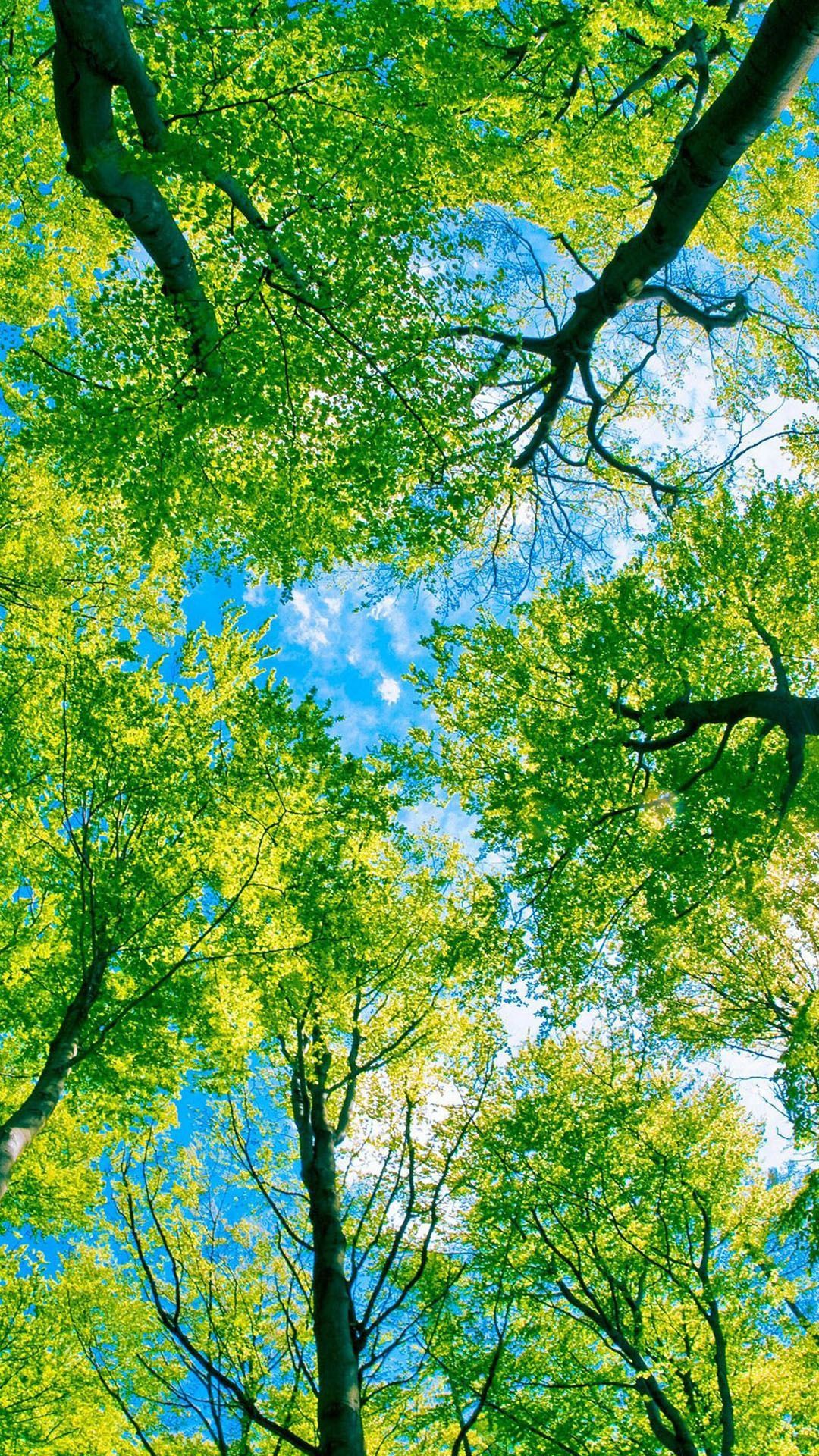 1080x1920 Looking Up At Green Trees Wallpaper #hd #wallpaper #nature