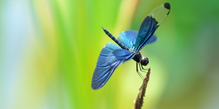 1680x1050 5709572 1680x1050 dragonfly wallpaper for desktop | dragonfly