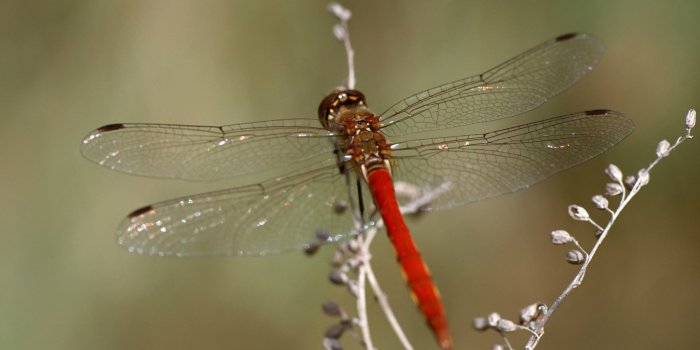 1920x1200 Red Dragonfly Wallpaper 46794 1920x1200px