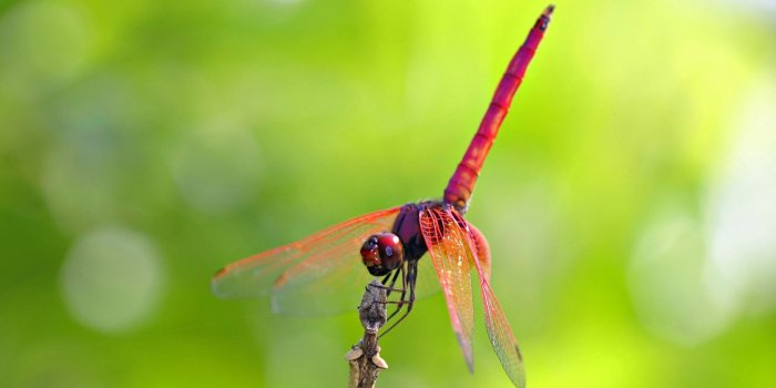 1920x1080 60+ Dragonfly Wallpapers on WallpaperPlay