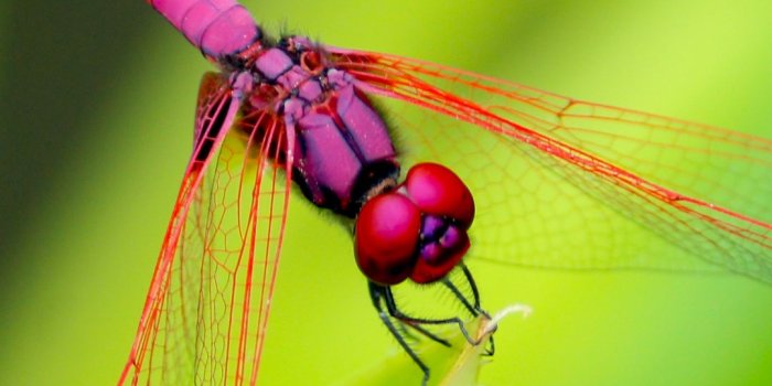 1080x1920 Dragonfly On Green iPhone Wallpaper - iDrop News