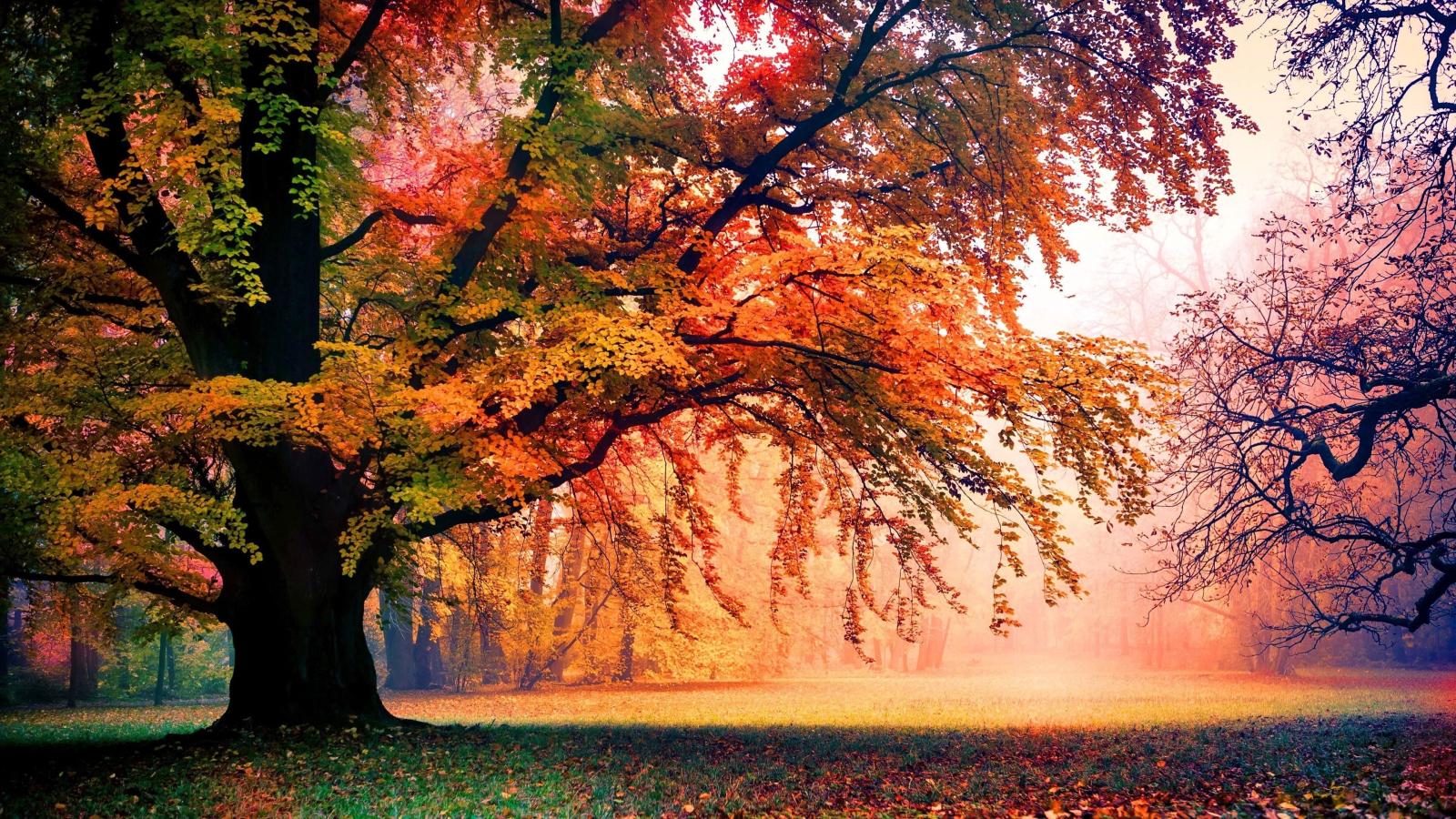 3840x2160 71+ Autumn Tree Wallpapers on WallpaperPlay