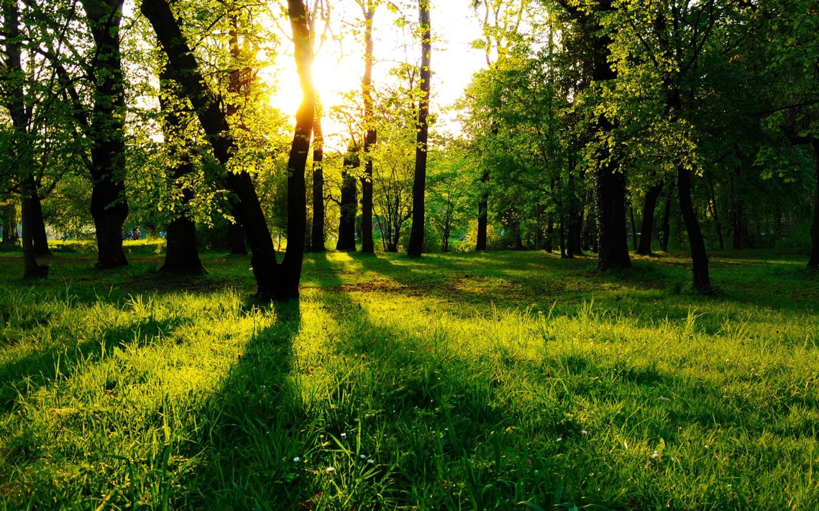 1920x1200 Sun Between Trees Wallpaper Landscape Nature Wallpapers in jpg