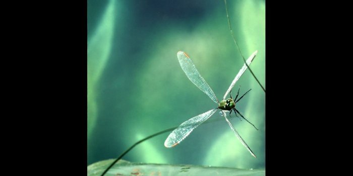 1024x768 Dragonfly Wallpaper (36+) - HD Nice Wallpapers