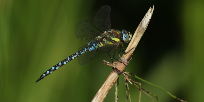 2048x1365 Dragonfly Wallpapers, Pictures, Images