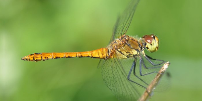 1920x1440 Dragonfly Wallpapers #6787299
