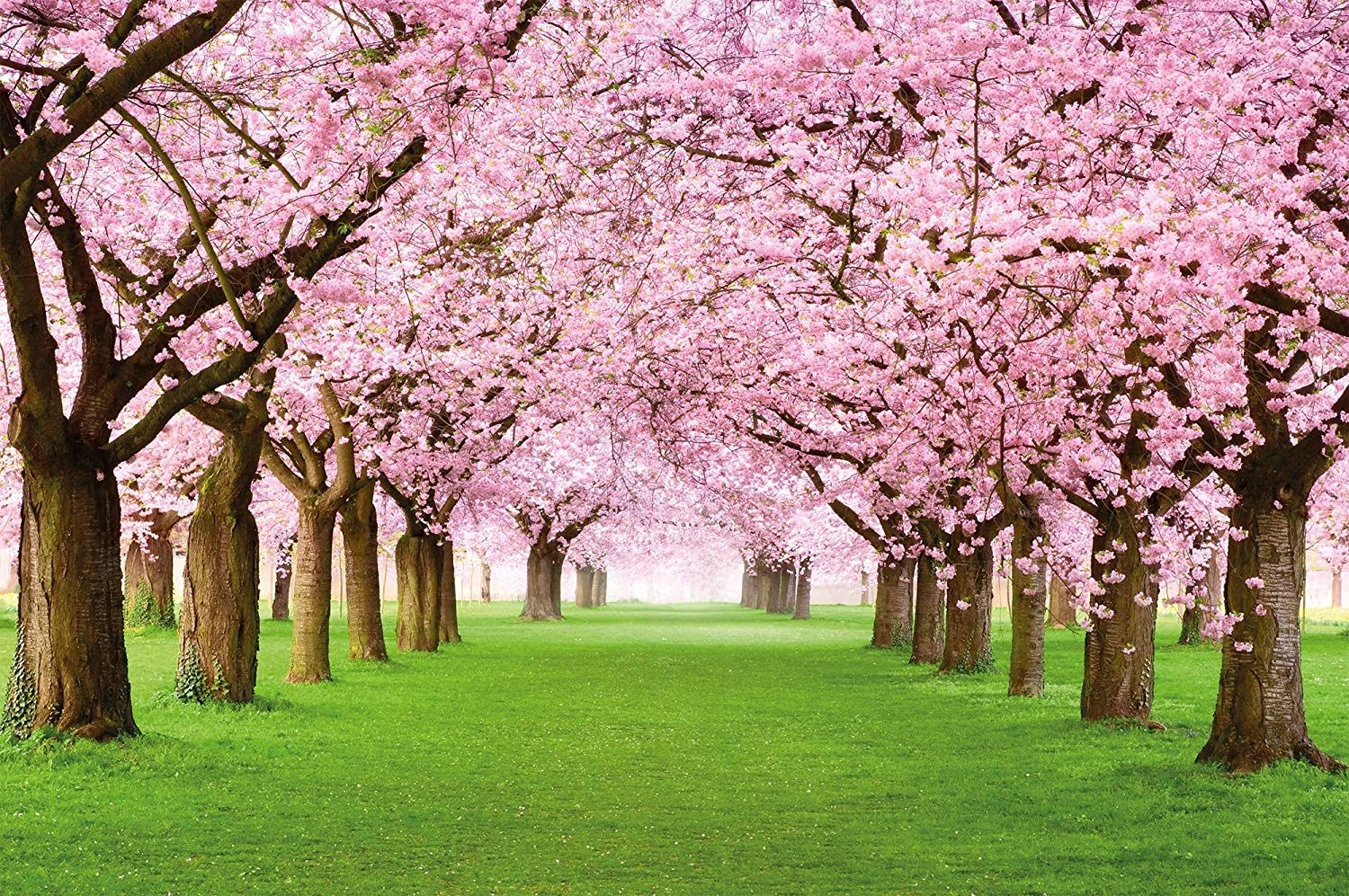 1500x997 Great Art Wall Decoration Cherry Tree Photo Wallpaper - Floral Mural Spring  Pink Flowers Poster Park Trees Forest (55 x 39.4 Inch)