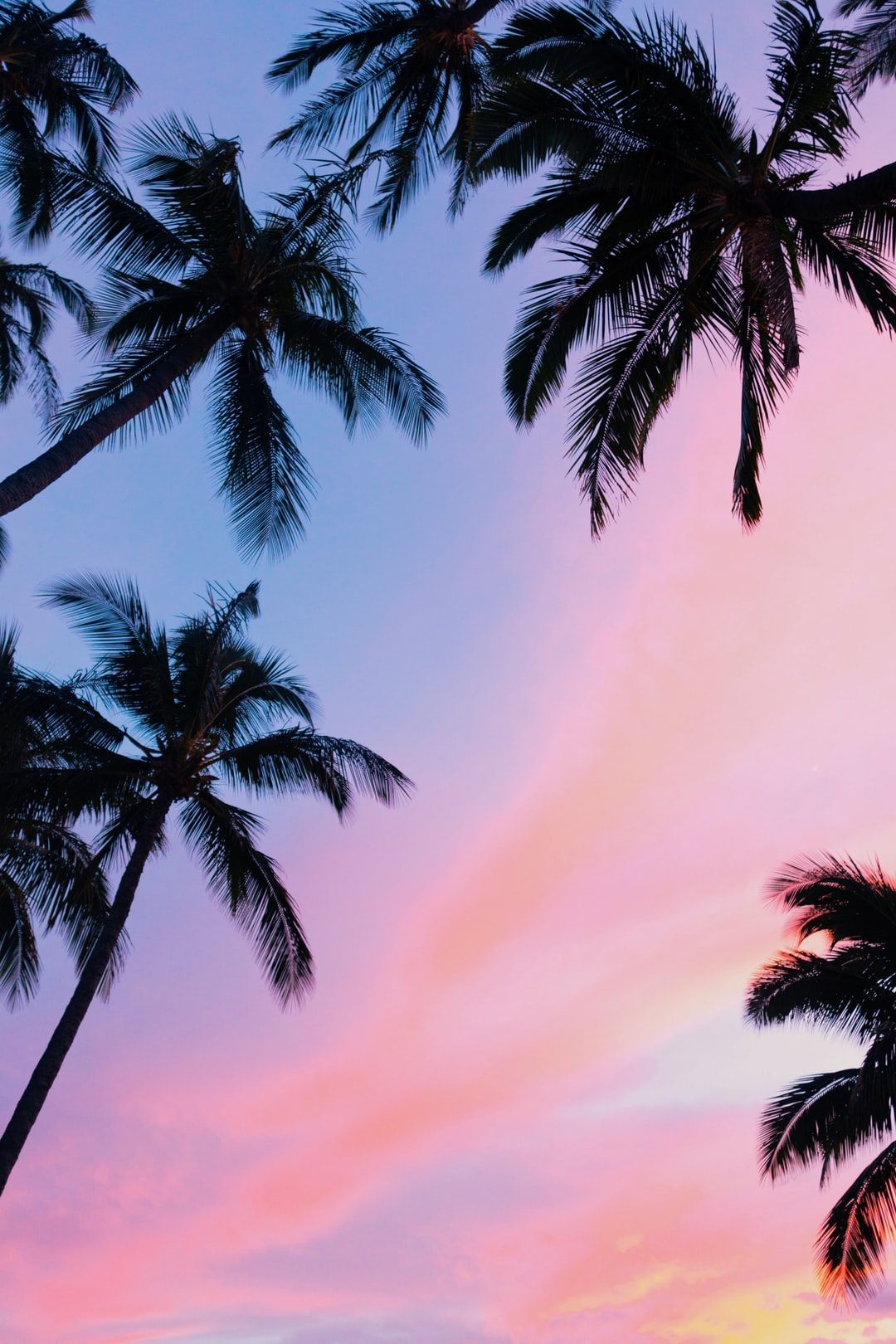 1080x1620 20+ Palm Tree Pictures [HD] | Download Free Images on Unsplash