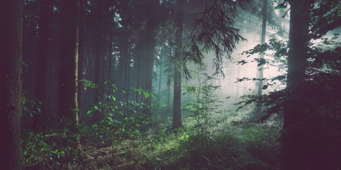 1920x1080 Download wallpaper 1920x1080 forest, trees, fog full hd, hdtv, fhd