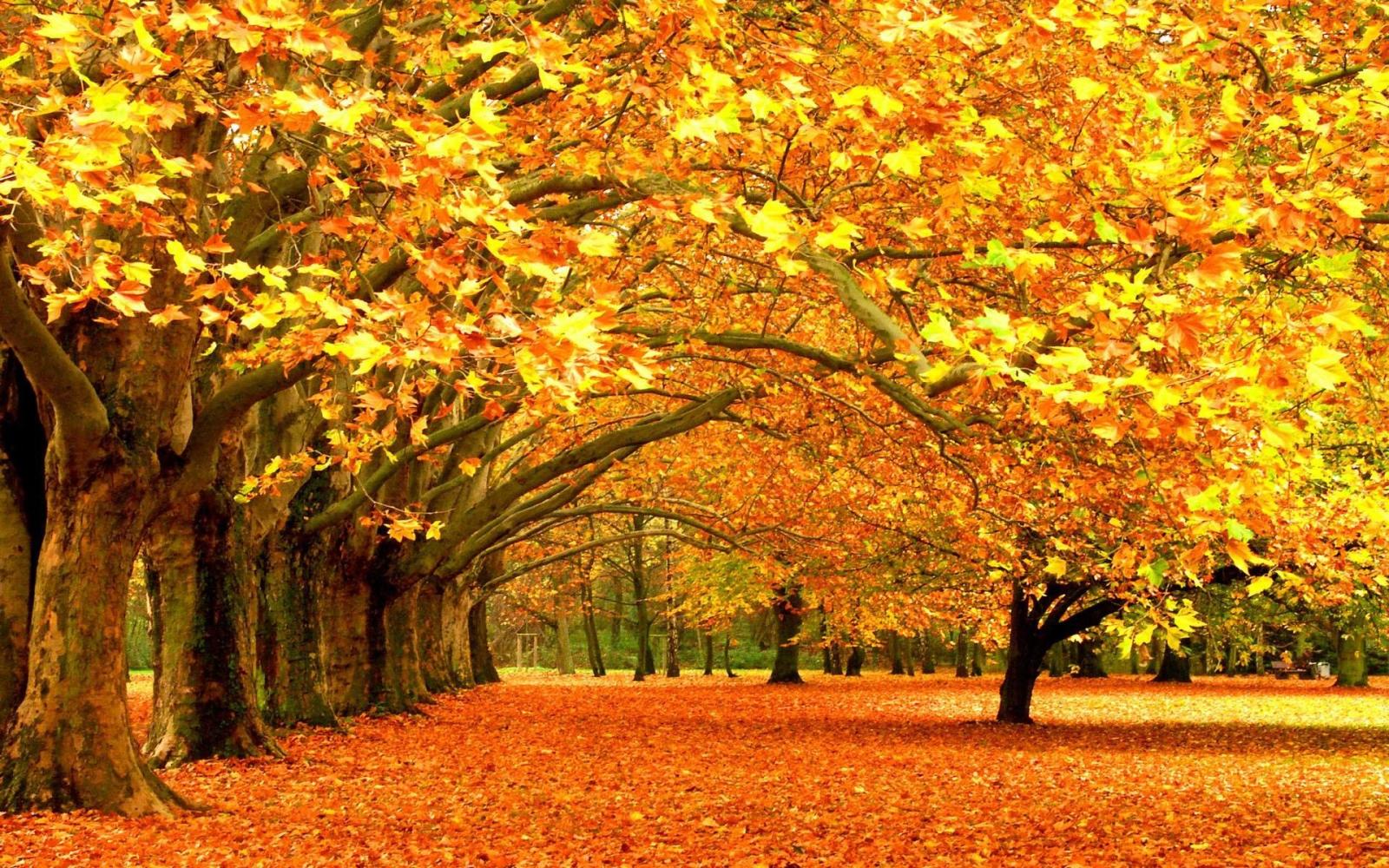 1920x1200 Autumn Tree Wallpaper (61+ images)