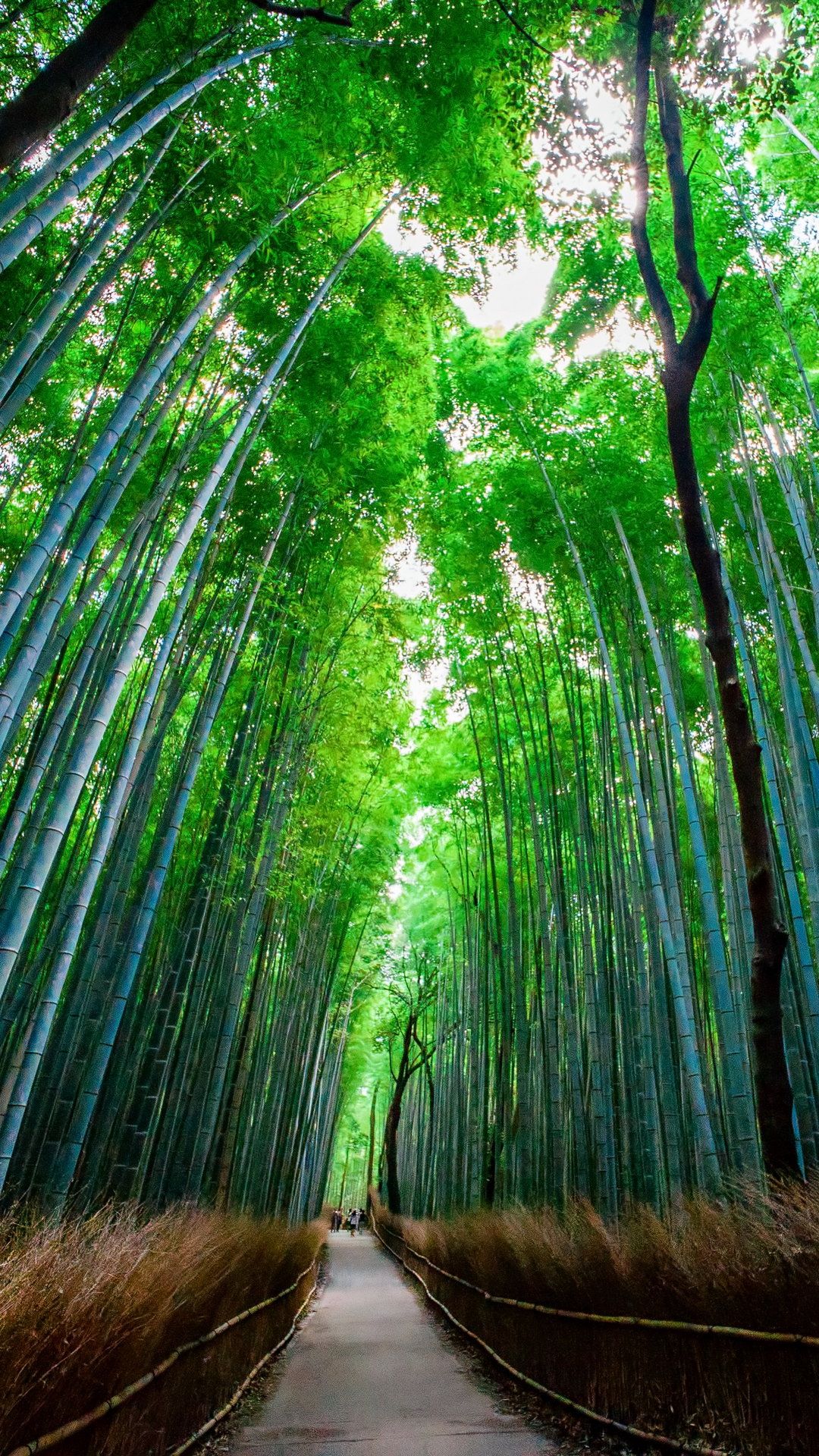 1080x1920 Bamboo Forest Trees Wallpaper - [1080x1920]