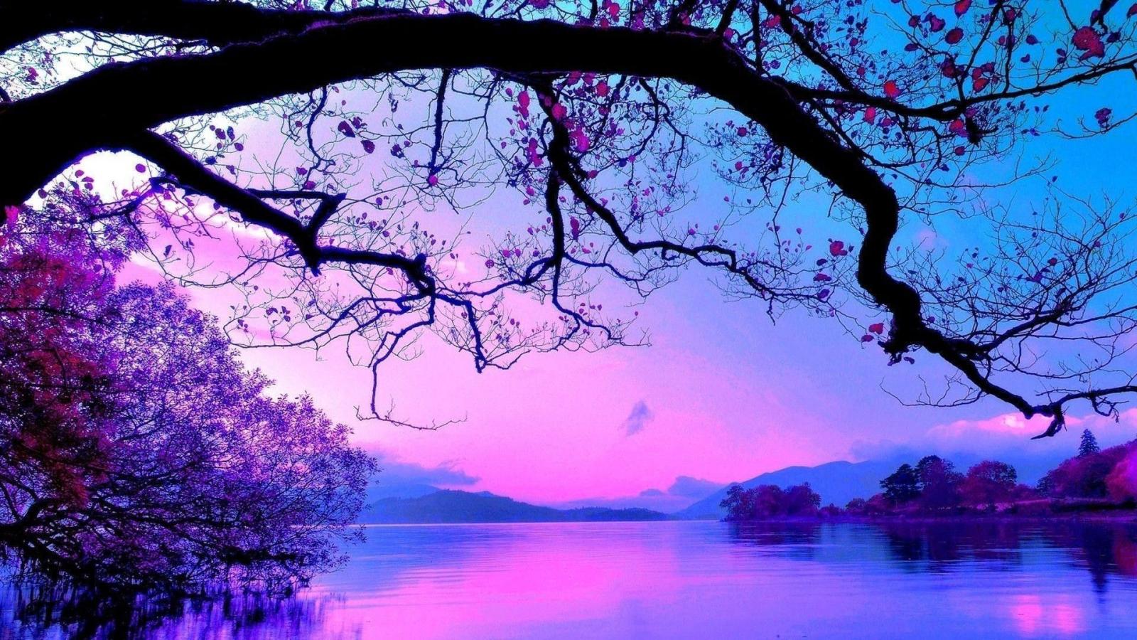 1920x1080 65+ Purple Tree Wallpapers on WallpaperPlay