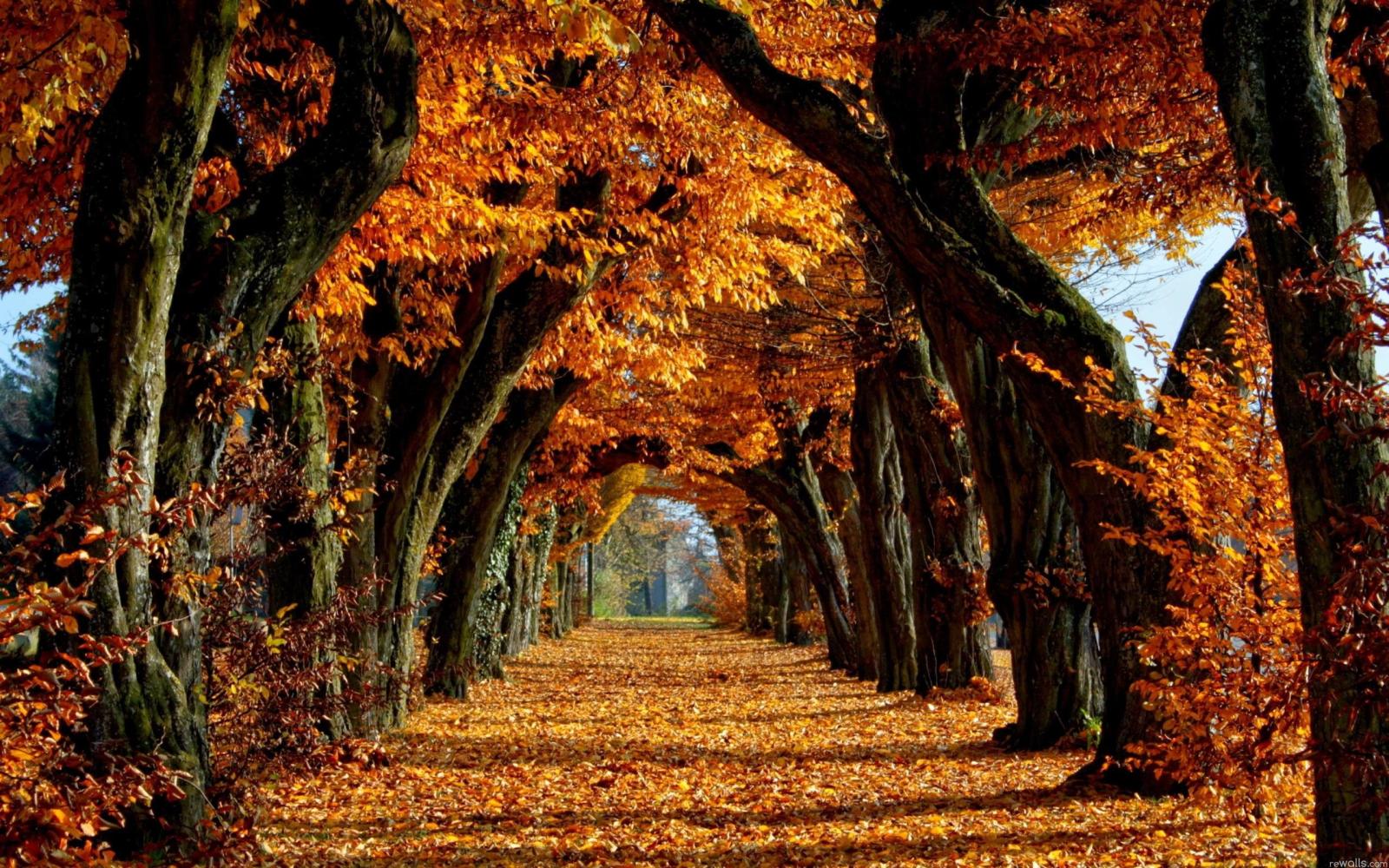 2560x1600 Fall Trees Wallpaper (70+ images)