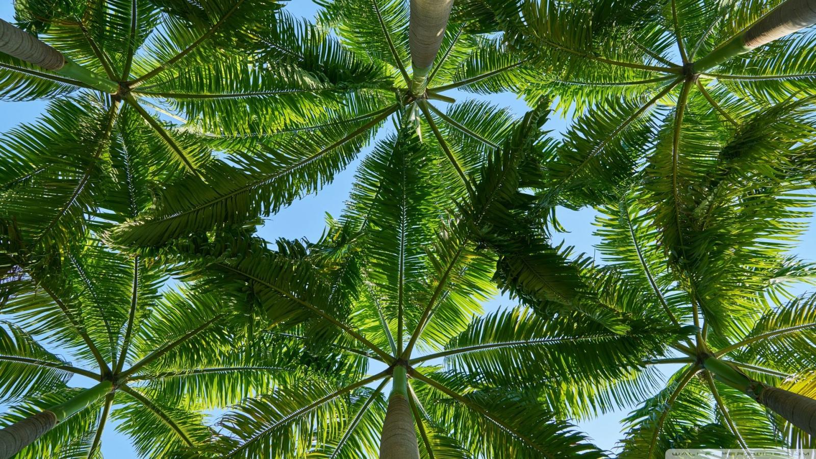 1920x1080 Palm Trees ❤ 4K HD Desktop Wallpaper for 4K Ultra HD TV • Wide