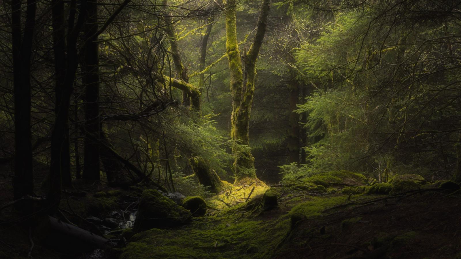 3840x2160 forest 4K wallpapers for your desktop or mobile screen free and easy