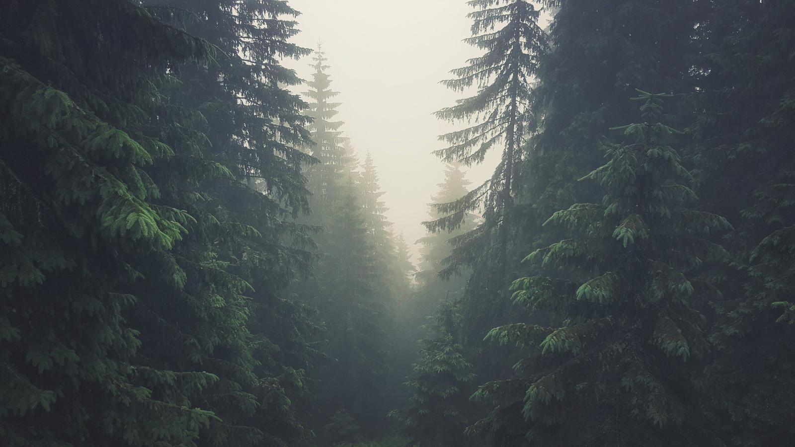 3840x2160 2987972 3840x2160 trees forest tatra mountains tatra slovakia mist