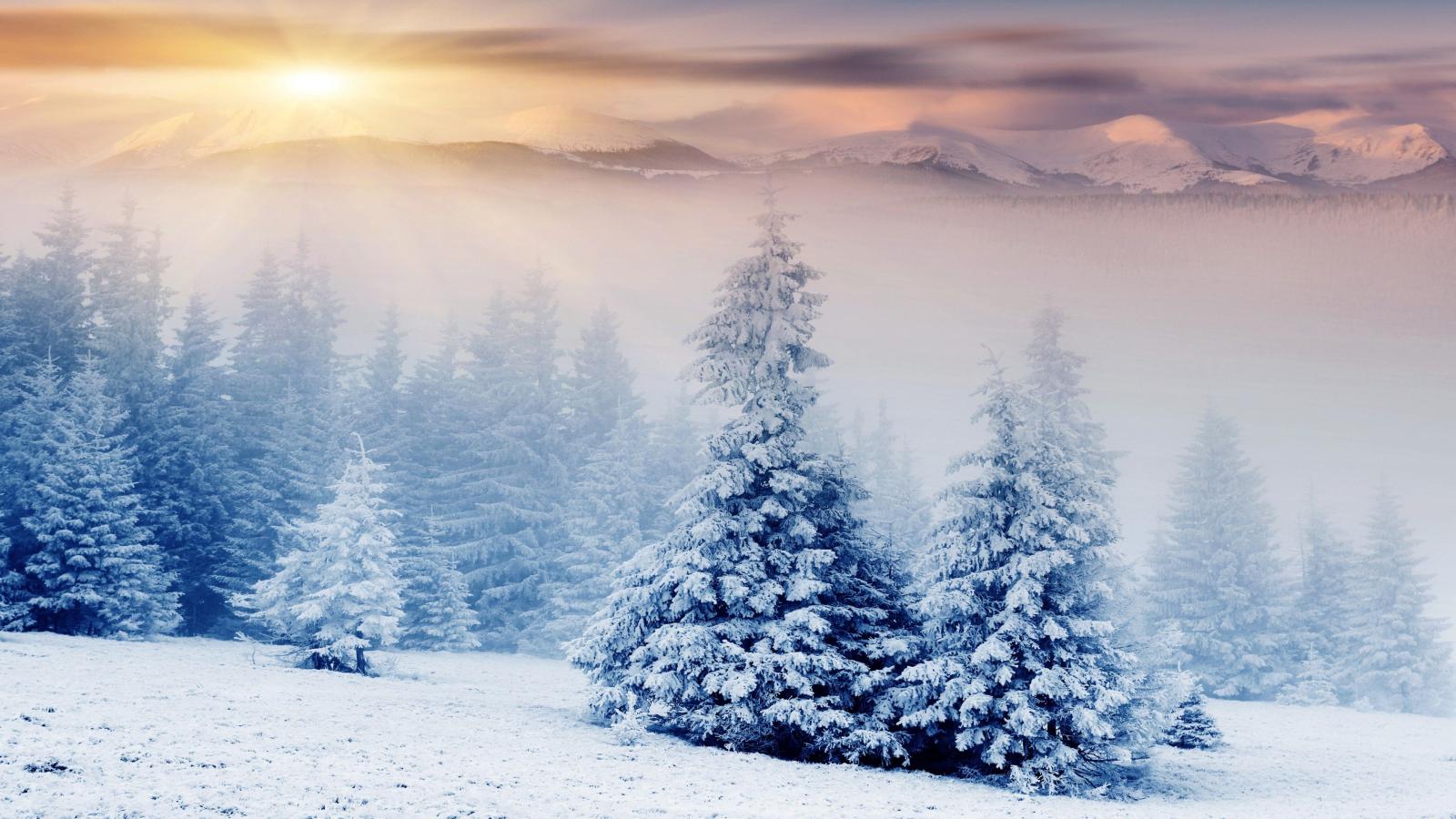 3840x2160 Wallpaper Trees, 5k, 4k wallpaper, pines, mountains, snow, winter