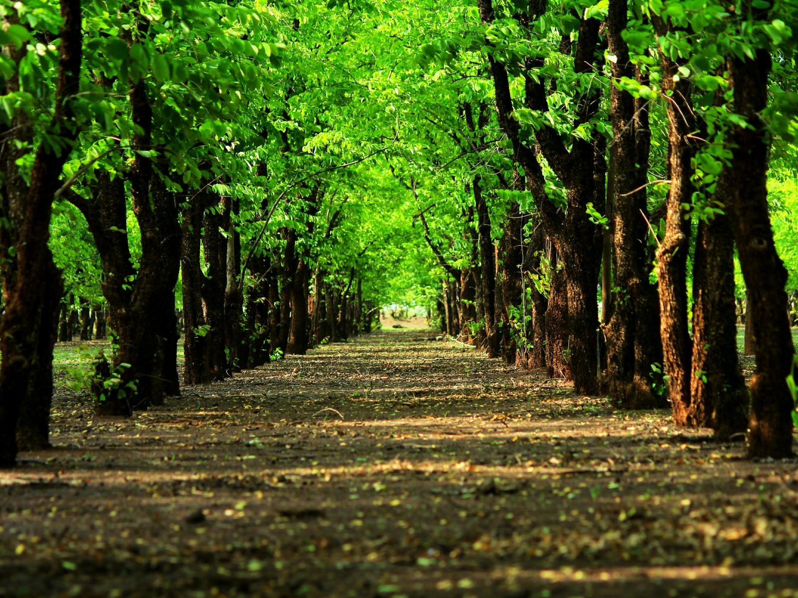 1600x1200 Trees Wallpaper 4 - 5120 X 3200