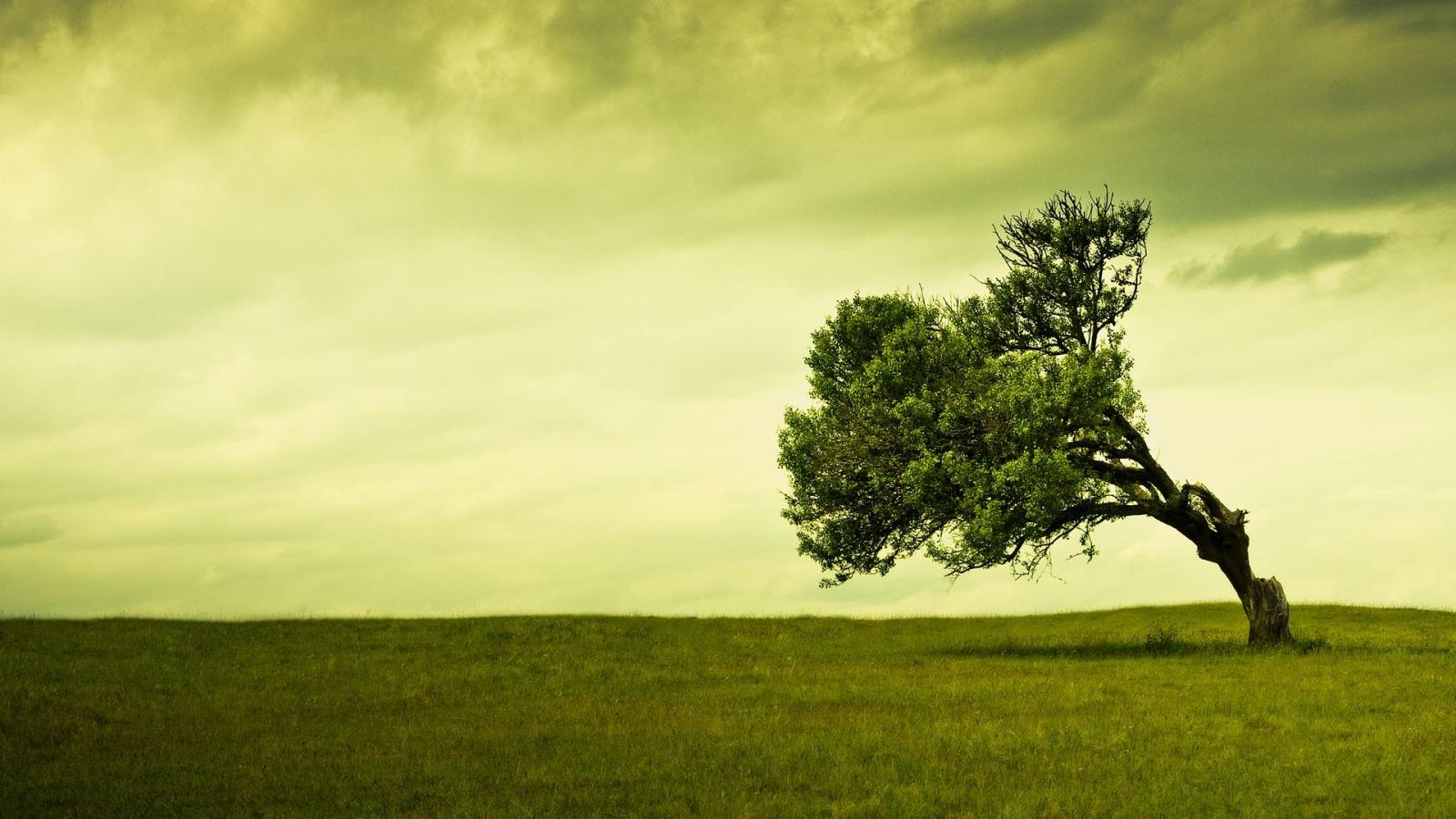 1920x1080 Free Tree Wallpaper For Phone