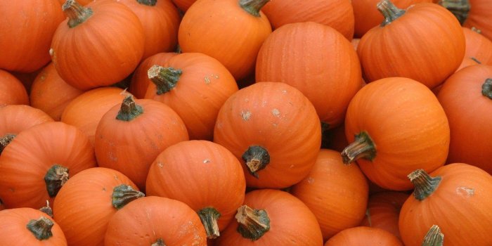 1920x1200 Free Pumpkin Wallpaper Backgrounds