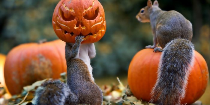 3840x2160 Free HD Pumpkin Wallpapers