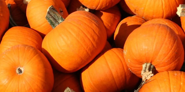 1242x2208 Pumpkins wallpapers Collection